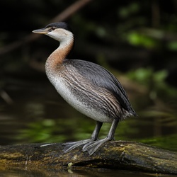 Sungrebe Identification Guide