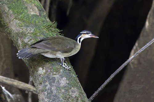 Sungrebe