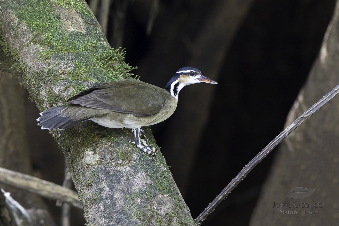 Sungrebe (Heliornis fulica)