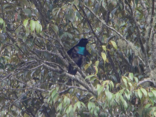 Superb Bird-of-paradise