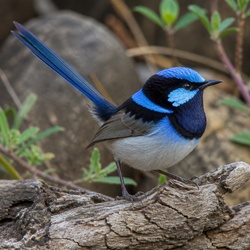 Superb Fairywren Identification Guide