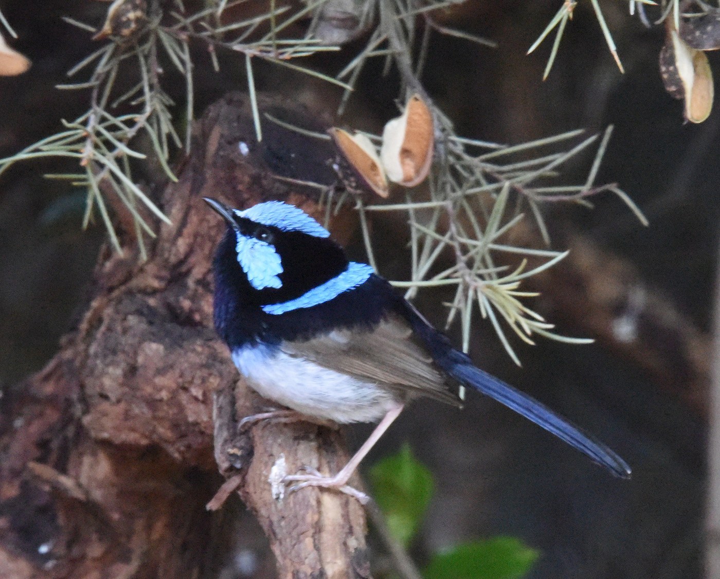 Superb Fairywren Identification Guide