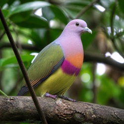 Superb Fruit Dove Identification Guide