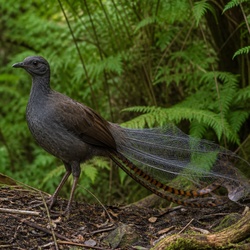 Superb Lyrebird Identification Guide