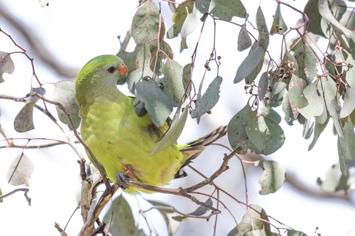 Superb Parrot