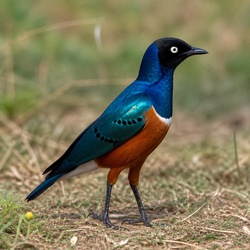 Superb Starling Identification Guide