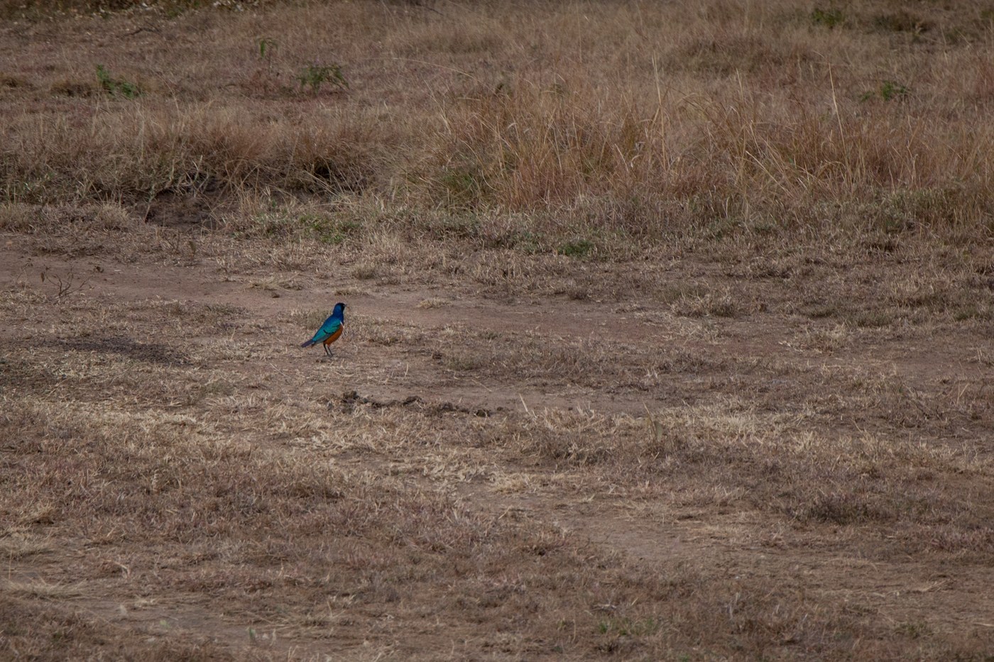 Superb Starling (Lamprotornis superbus)