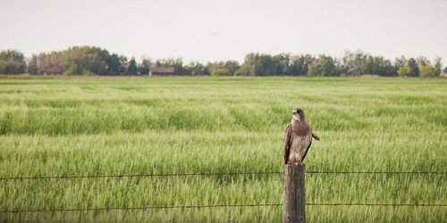 Swainson's Hawk