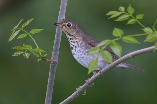 Swainson's Thrush