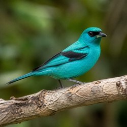 Swallow Tanager Identification Guide