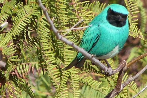 Swallow Tanager