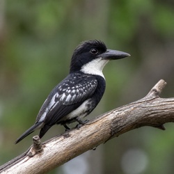 Swallow-winged Puffbird Identification Guide
