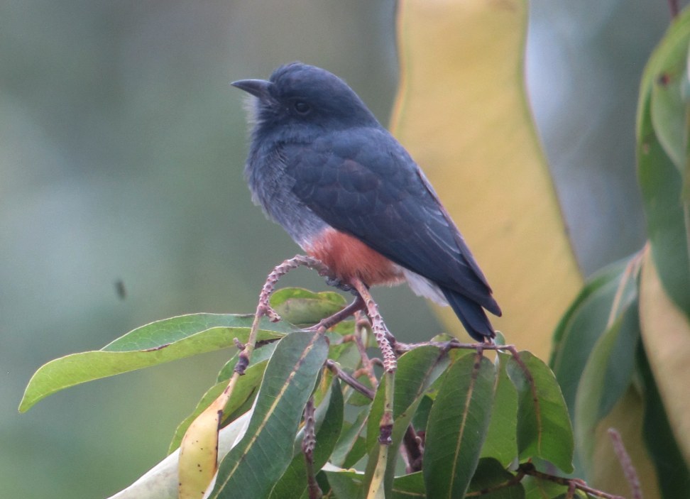 Swallow-winged Puffbird (Chelidoptera tenebrosa)