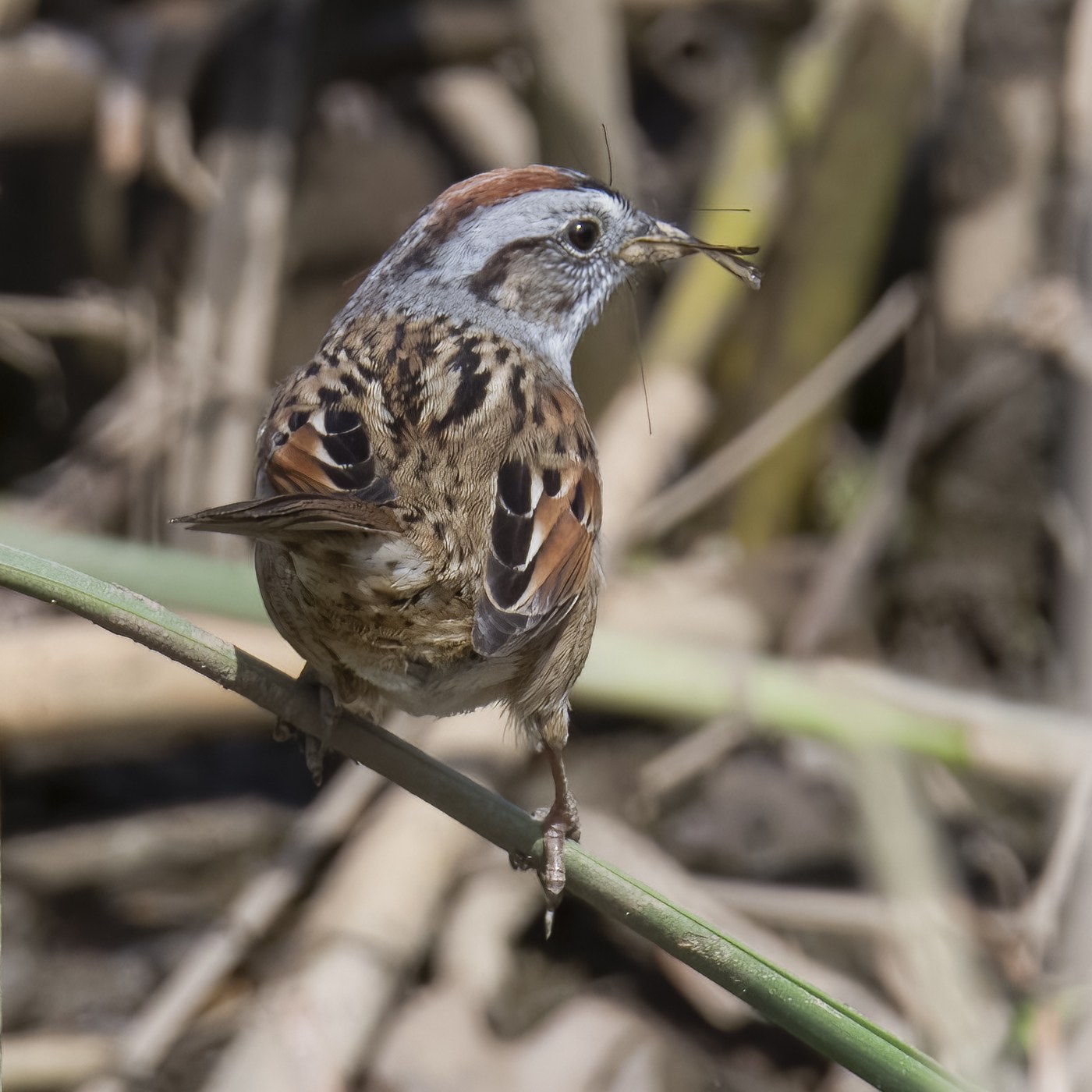 Swamp Sparrow (Melospiza georgiana)