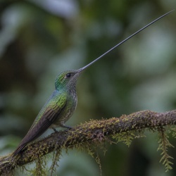 Sword-billed Hummingbird Identification Guide