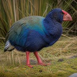 Takahe Identification Guide