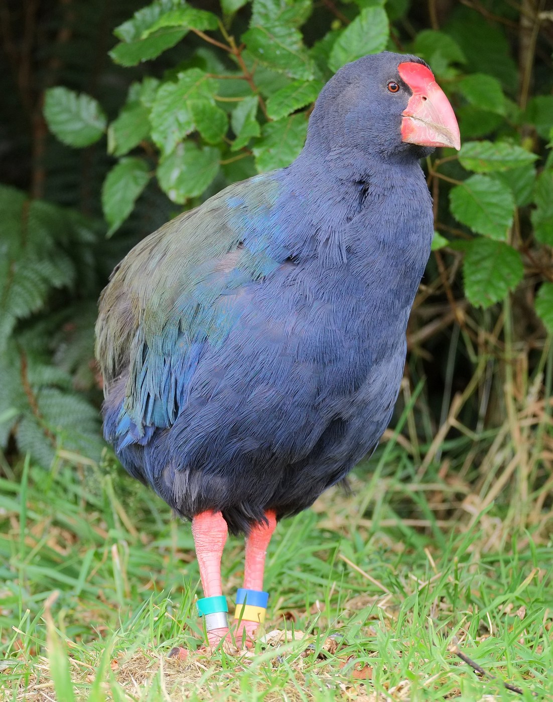 Takahe Identification Guide