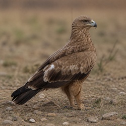 Tawny Eagle Identification Guide
