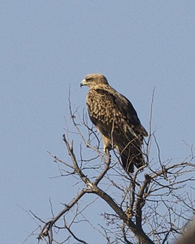 Tawny Eagle