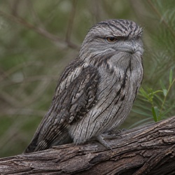 Tawny Frogmouth Identification Guide