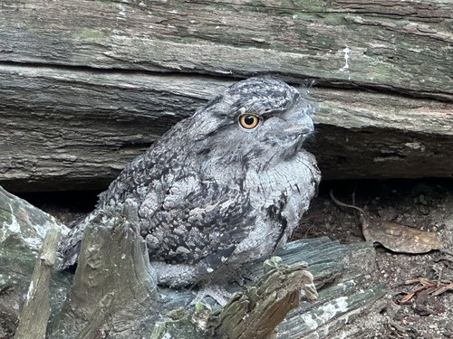 Tawny Frogmouth