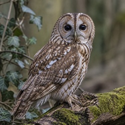 Tawny Owl Identification Guide