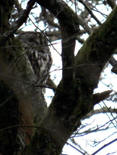 Tawny Owl