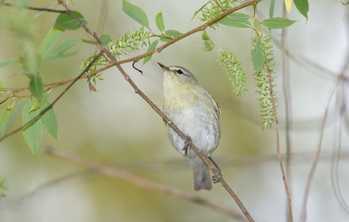 Tennessee Warbler