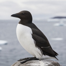 Thick-billed Murre Identification Guide