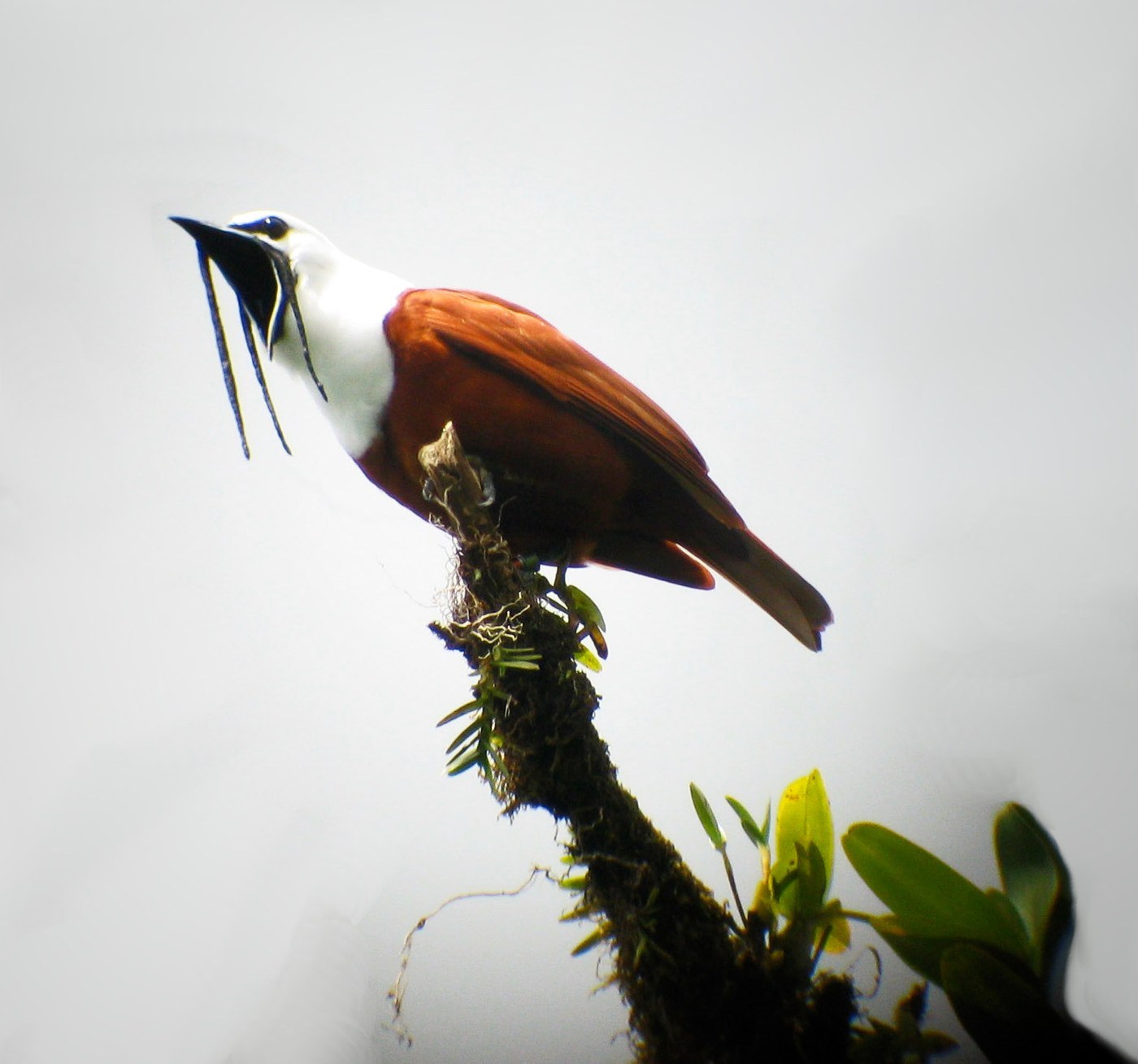 Three-wattled Bellbird (Procnias tricarunculatus)