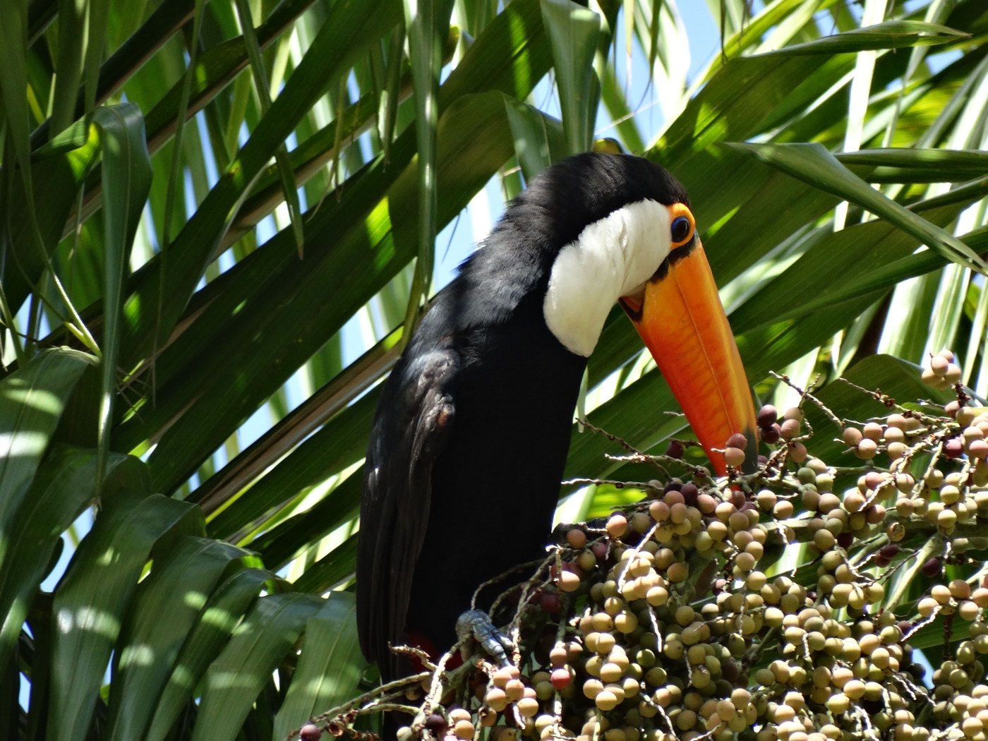Toco Toucan (Ramphastos toco)