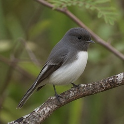 Tomtit Identification Guide