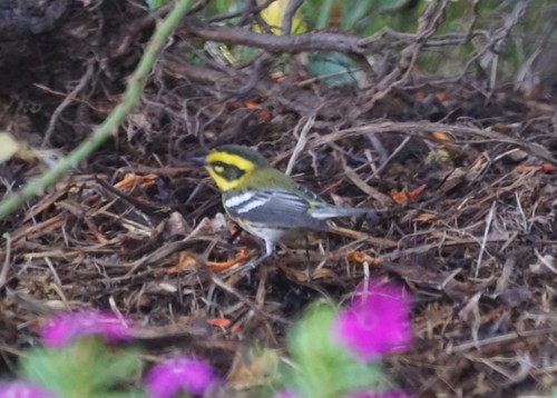 Townsend's Warbler