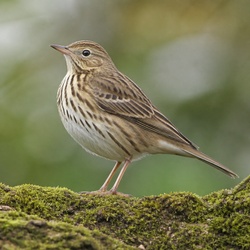Tree Pipit Identification Guide