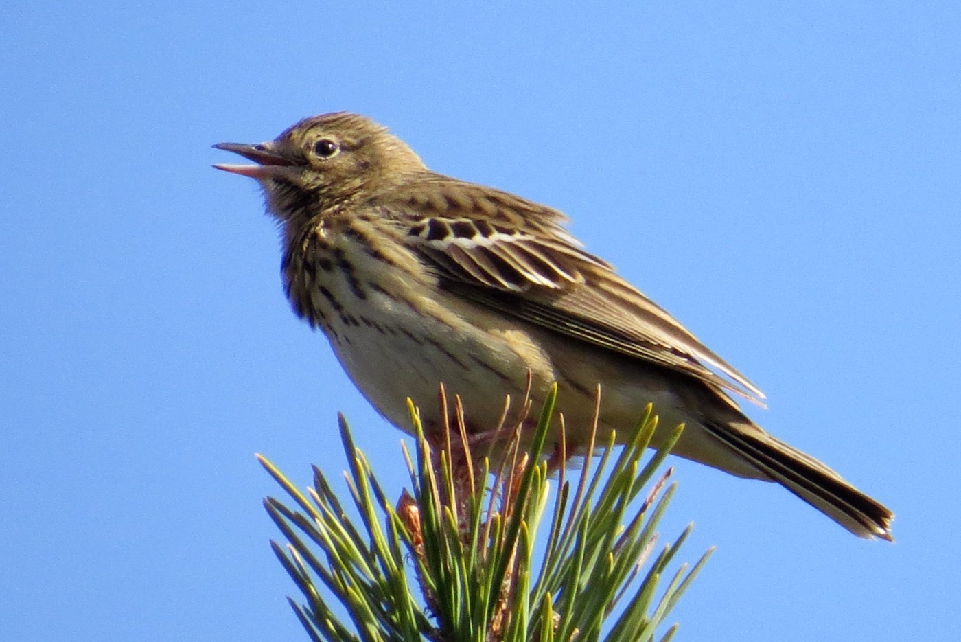 Tree Pipit (Anthus trivialis)