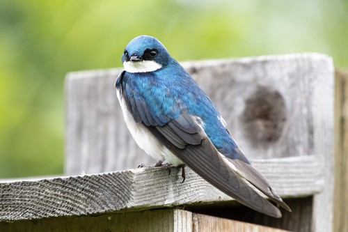 Tree Swallow