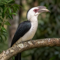 Trumpeter Hornbill Identification Guide