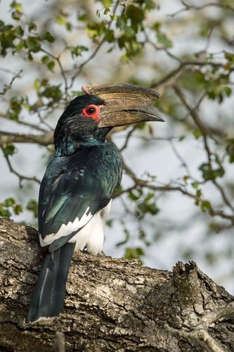 Trumpeter Hornbill