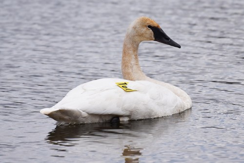 Trumpeter Swan