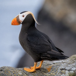 Tufted Puffin Identification Guide