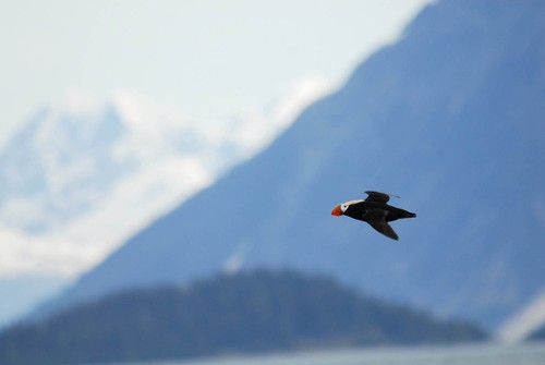 Tufted Puffin
