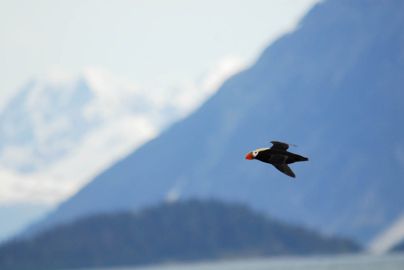 Tufted Puffin Identification Guide