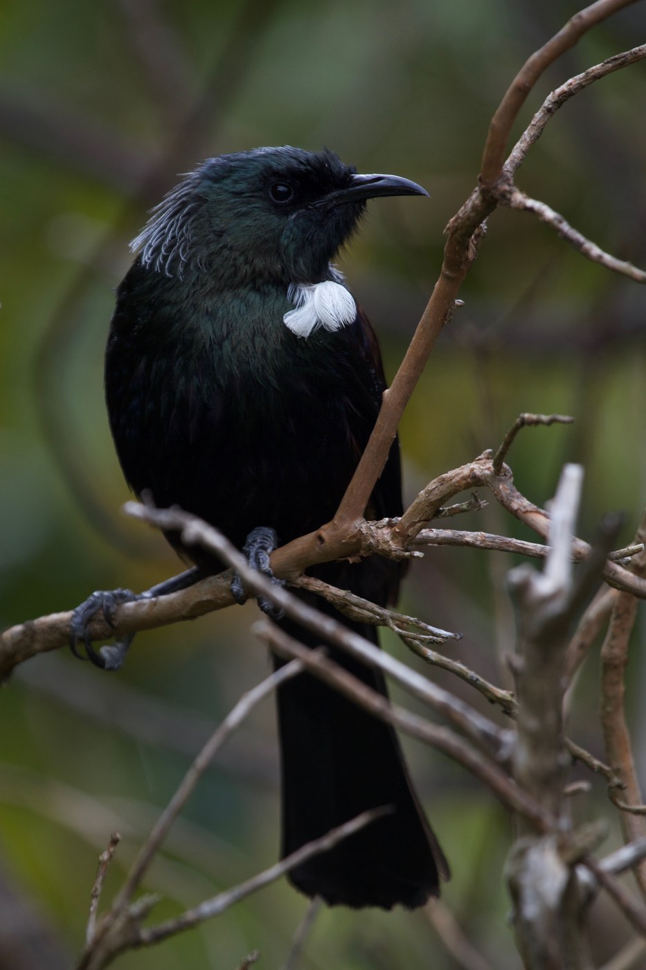 Tui (Prosthemadera novaeseelandiae)