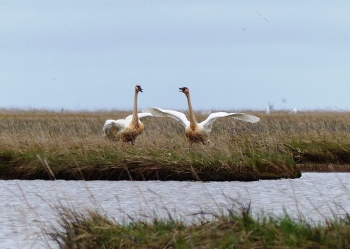 Tundra Swan