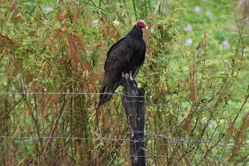 Turkey Vulture