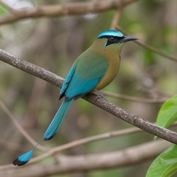 Turquoise-browed Motmot Identification Guide
