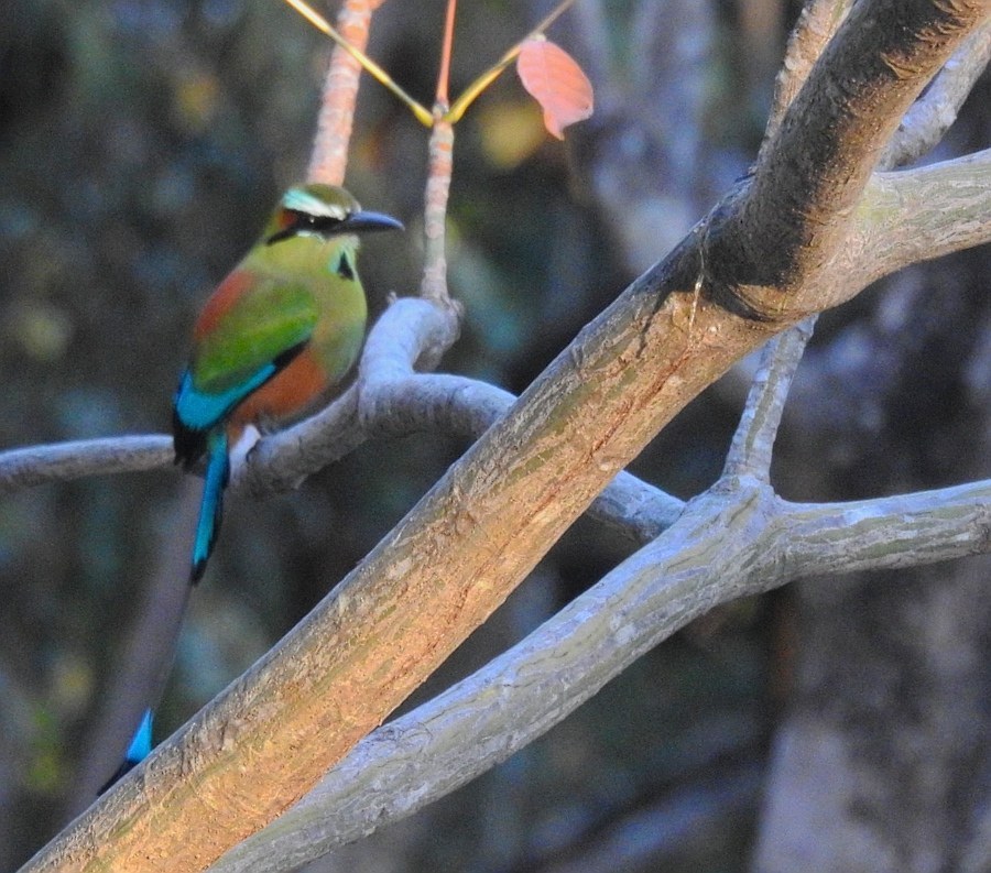Turquoise-browed Motmot Identification Guide