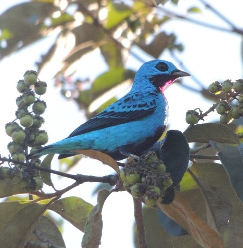 Turquoise Cotinga