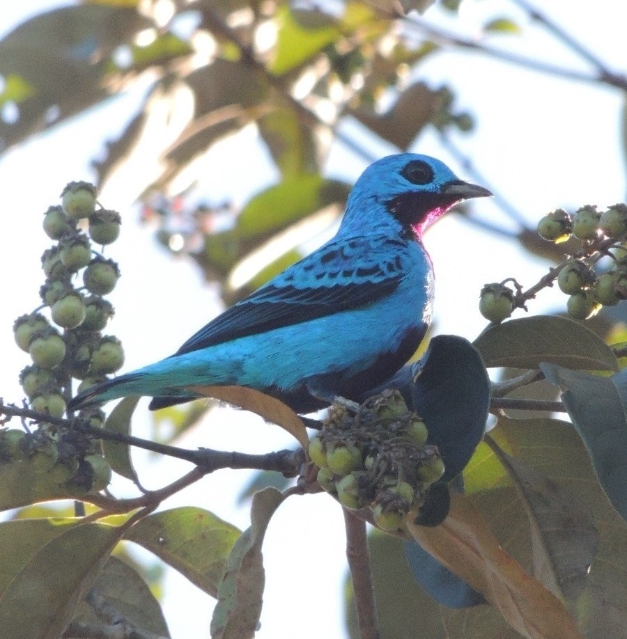 Turquoise Cotinga (Cotinga ridgwayi)
