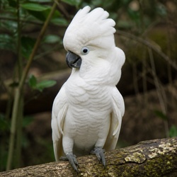 Umbrella Cockatoo Identification Guide